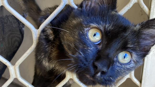 Abby the cat, rescued from a home in Geraldton where she was left without food or water for up to two weeks.