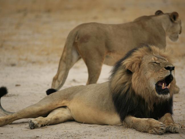 Majestic creature ... Cecil the lion was lured outside his boundaries before being slaughtered. Picture: AFP/Zimbabwe National Parks