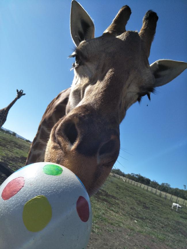 A giraffe at the Darling Downs Zoo with an 'Easter egg'.