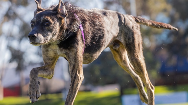 Atticus, the miracle survivor dog is ready for adoption