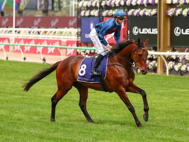 Steparty on the way to the barriers prior to the running of the The Damien Oliver at Flemington Racecourse on November 02, 2024 in Flemington, Australia. (Photo by Morgan Hancock/Racing Photos via Getty Images)