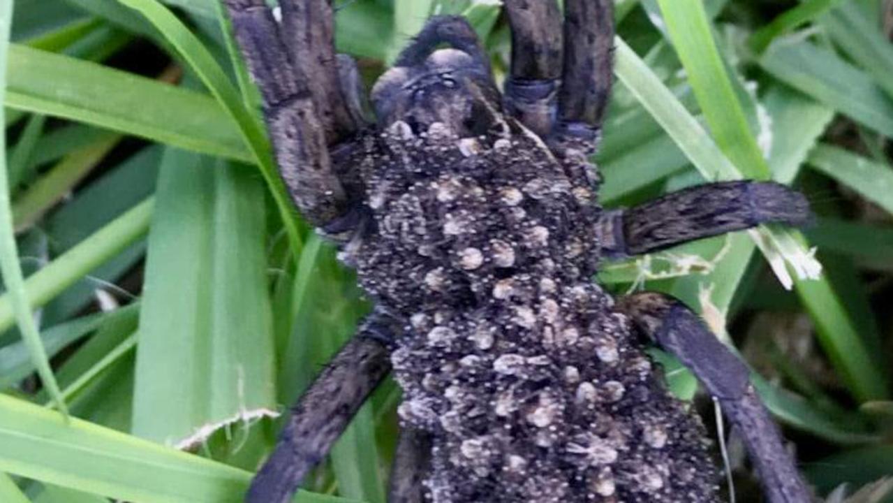 TODAY - A crop farmer has captured this incredible photo of a baby brown  snake caught and killed by a daddy long-legs spider on his farm at  Griffith, NSW. Only. In. Australia. (