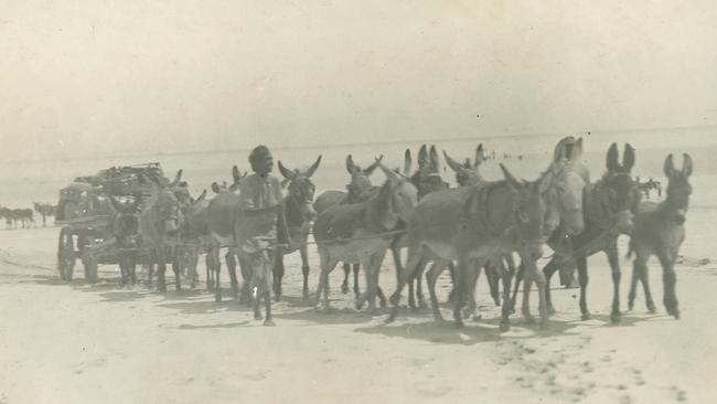 A local Nyangumarta man with a team of donkeys used to transport the equipment for the Wallal expedition at Eighty Mile Beach in 1922.