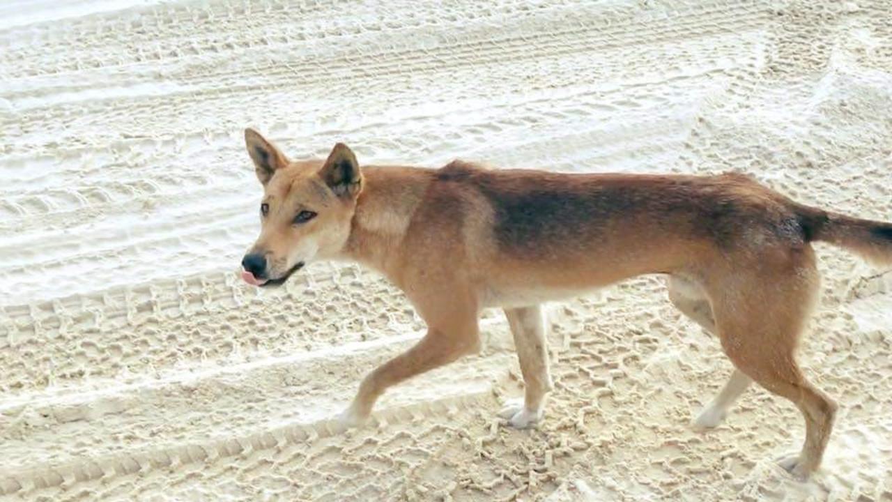 A dingo roaming on Fraser Island.