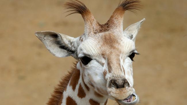 Taronga Western Plains Zoo at Dubbo is part of the Discover voucher scheme. Picture: Toby Zerna