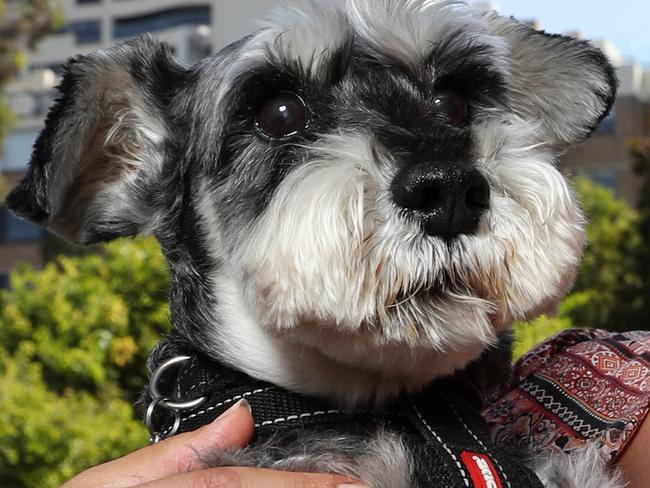 Jo Cooper has won a five year legal wrangle to be allowed to keep the dog Angus legally in her apartment. Pictured outside of The Horizon in Darlinghurst after the court has awarded costs against the owners corporation of the Harry Seidler designed Horizon building for being unjust and oppressive. But the Owners Corporation are appealing the court decision and it goes back to court in three weeks. Picture: Jonathan Ng