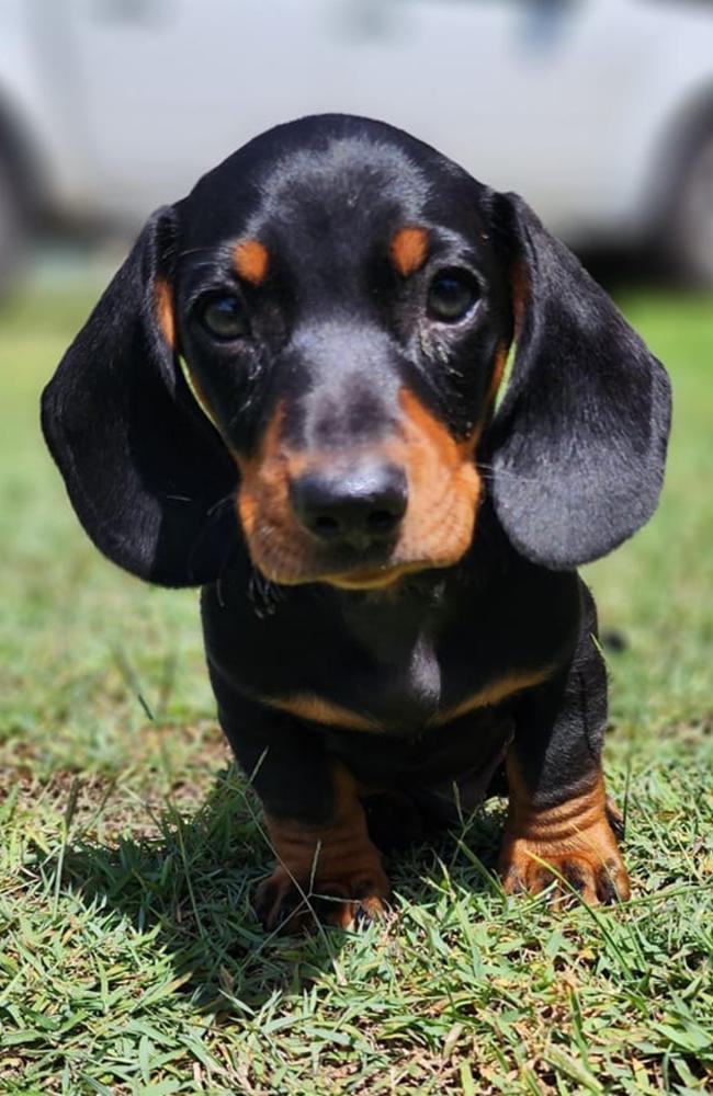 Frankie: Jessica Luckerbauer's 10 week old Dachshund