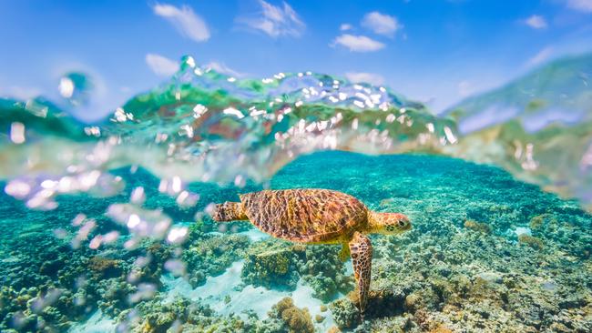 A Green Sea Turtle swimming over the Great Barrier Reef: Picture: Supplied.