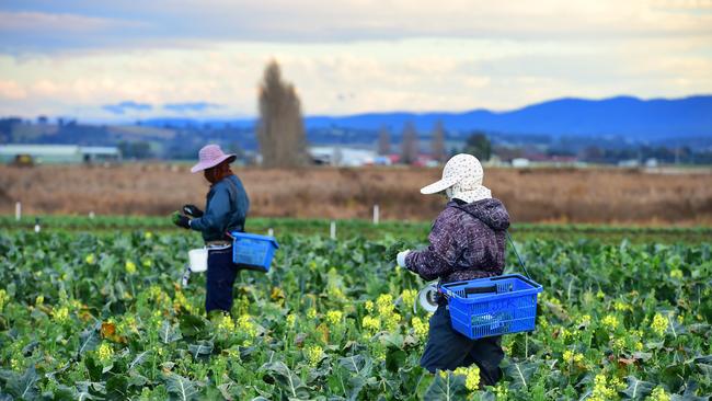 Migrant workers on an Australian farm. Picture: Zoe Phillips