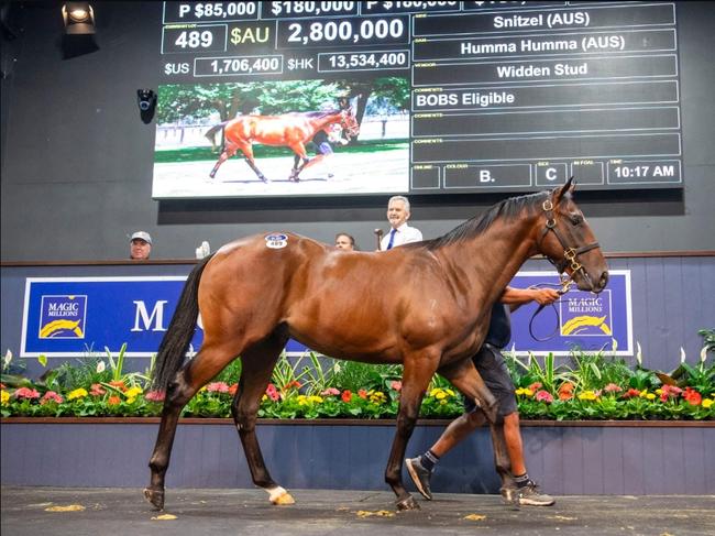 Lot 489 sold for a record-breaking $2.8m at the Magic Millions yearling sale on Thursday. Picture: Simon Merritt