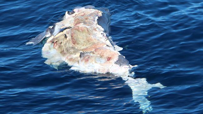 Seafood buffet: baby humpback whale eaten by tiger shark off the Gold ...