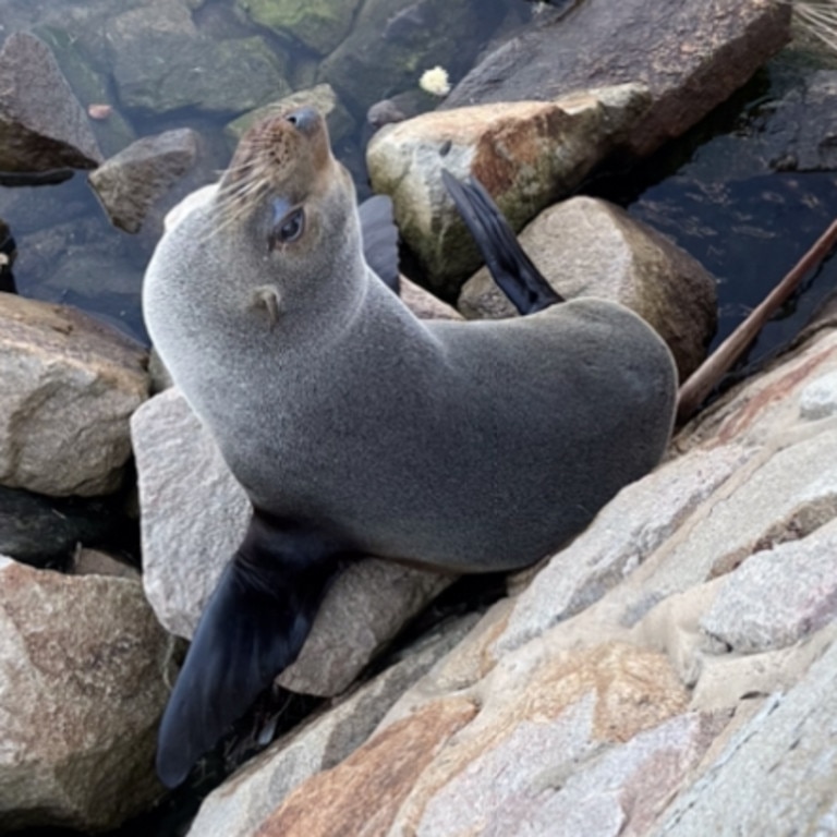 Breaking News Breaking News A long nosed fur seal born on Maatsuyker Island has been spotted 25  years later. Pic: supplied: Department of Environment, Land, Water and Planning