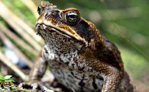 Cane toad toxin used to lure in and trap tadpoles