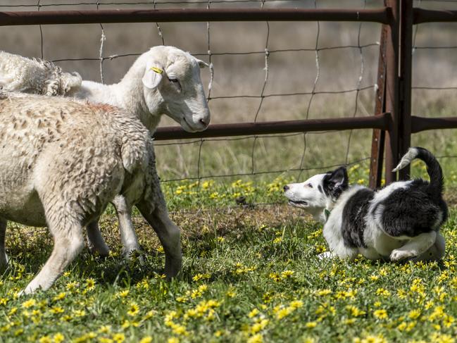 Hey ewe, get bacl … one of the Muster Dogs collie pups practises.