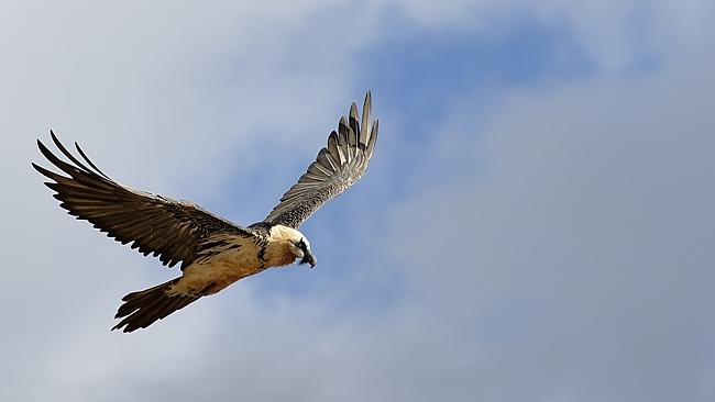 Vulture culture in the Pyrenees | The Australian