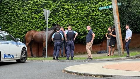 A Gai Waterhouse horse which escaped the stables at Randwick and run down Alison Rd.