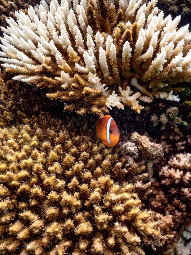 Stellar snorkelling and diving opportunities abound. Picture: James Vodicka