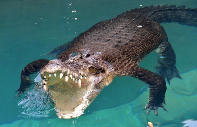 A saltwater crocodile during feeding time at Crocosaurus Cove. Picture: Facebook Crocosaurus Cove