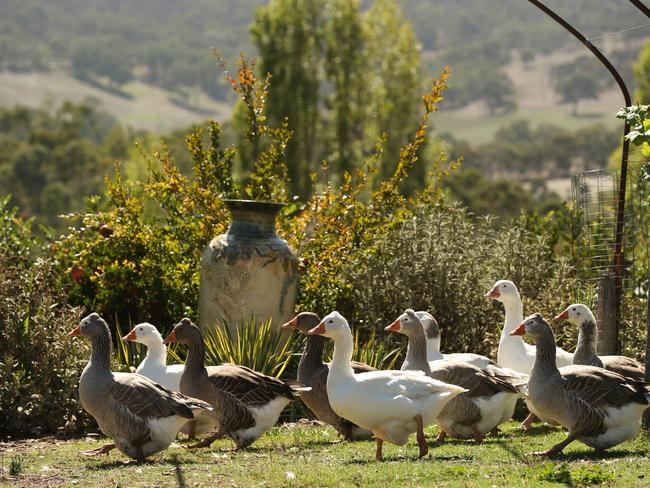 The fenced orchard, where geese, ducks and chooks rule the roost. Picture: Tait Schmaal.