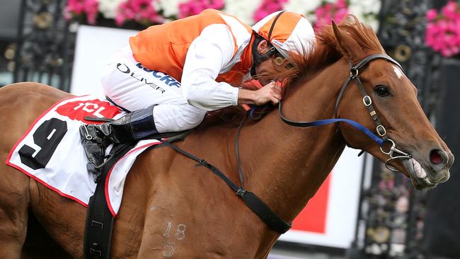 Vow And Declare has great form heading into the Melbourne Cup. Picture: Michael Klein