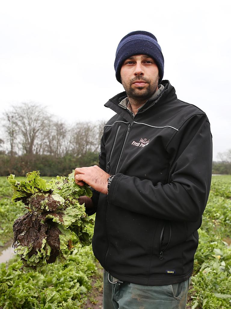 Farmer Matt Vella in his drenched fields of iceberg lettuce after recent floods. Picture: Jane Dempster/The Australian