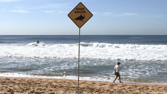 A ‘Shark Sighted’ sign at North Narrabeen Beach on March 22. Picture: Manly Daily/John Morcombe