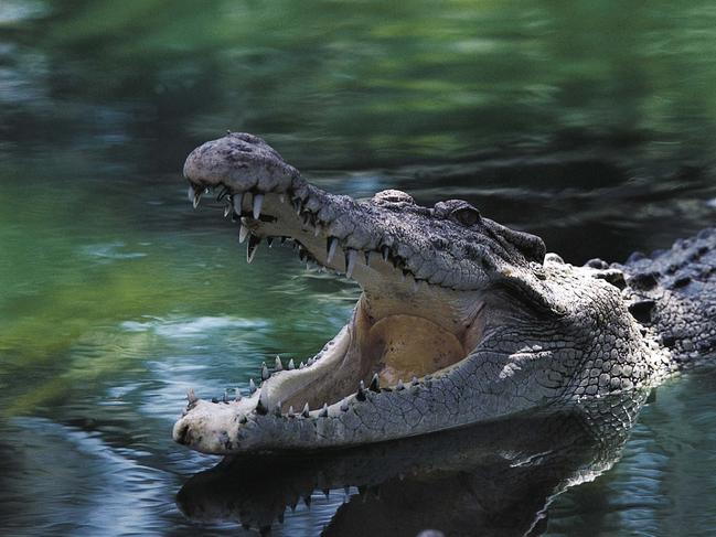 UNSPECIFIED - OCTOBER 28: Thailand, Bangkok, Crocodile swimming with open jaws (Photo by DEA / G.SIOEN/De Agostini via Getty Images)