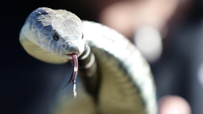 A tiger snake being wrangled by Barry Goldsmith. Picture: Norm Oorloff