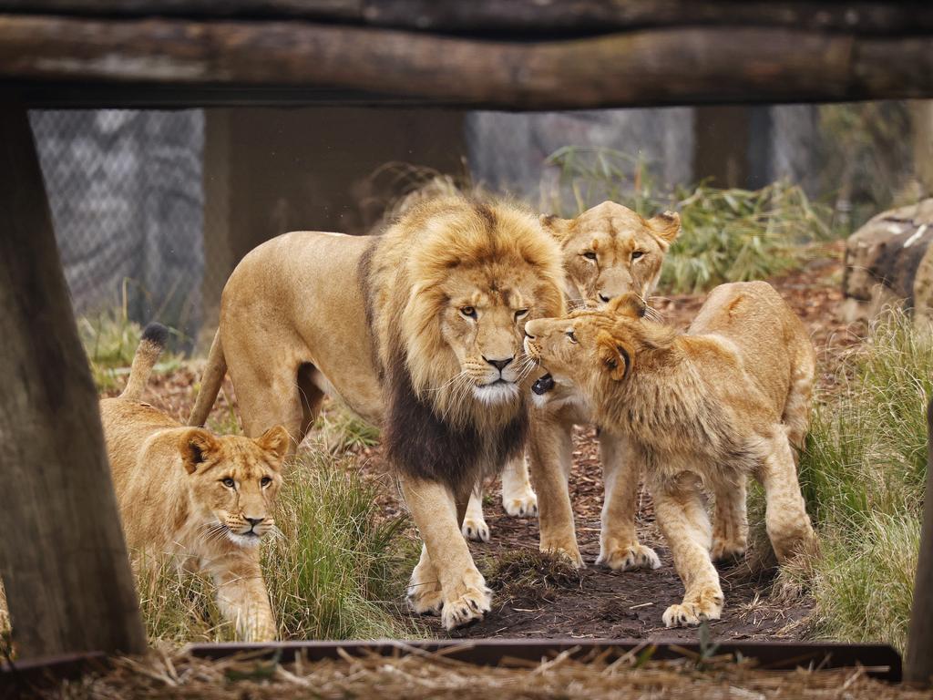 Human error not to blame for lions’ escape Taronga Zoo Townsville