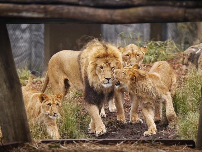 Five lions escaped their enclosure on Wednesday morning. Picture: Sam Ruttyn