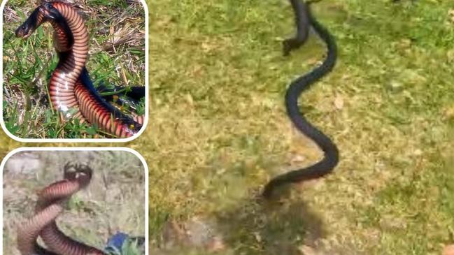 The moment two red-bellied black snakes turn their attention to gardener Craig Smailes.