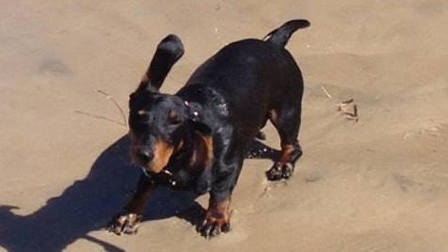Franki the dachshund went missing during New Year's Eve but has since been reunited with its owner after they posted a plea on Facebook. Pic: Kim Le Sech