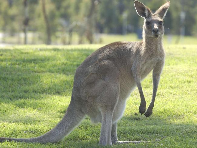 02/10/02   113234bKangaroo at the University of the Sunshine CoastPhoto: Lou O'Brien / Sunshine Coast Daily