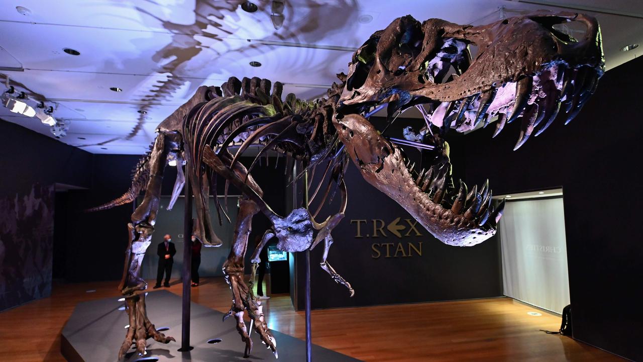 A Tyrannosaurus rex skeleton named Stan is on display at Christie's in New York City for viewing before it goes up for auction on October 6. Picture: AFP