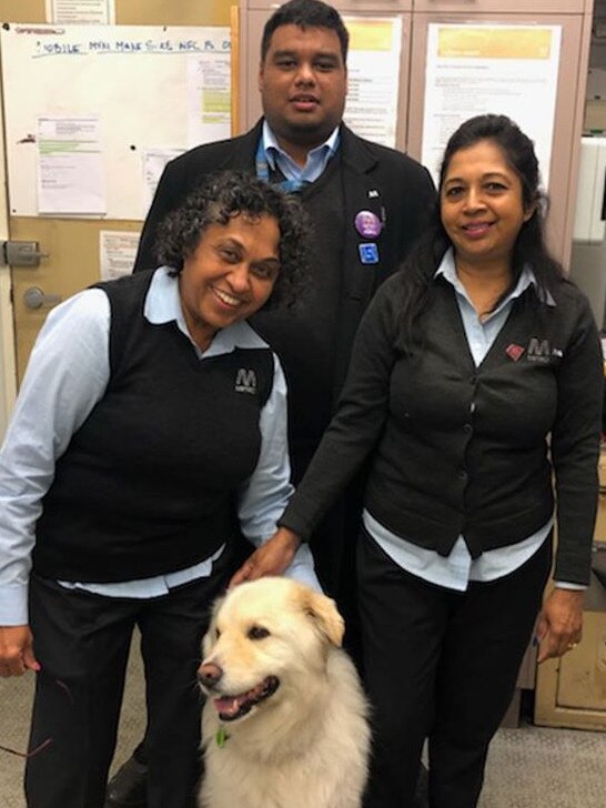 Ralph the dog accidentally caught the train from Elsternwick to South Yarra.