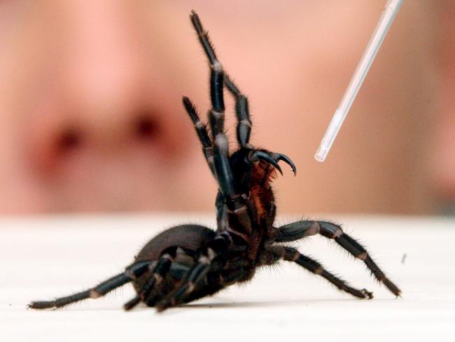 Funnel-web being milked at the Australian Reptile Park.