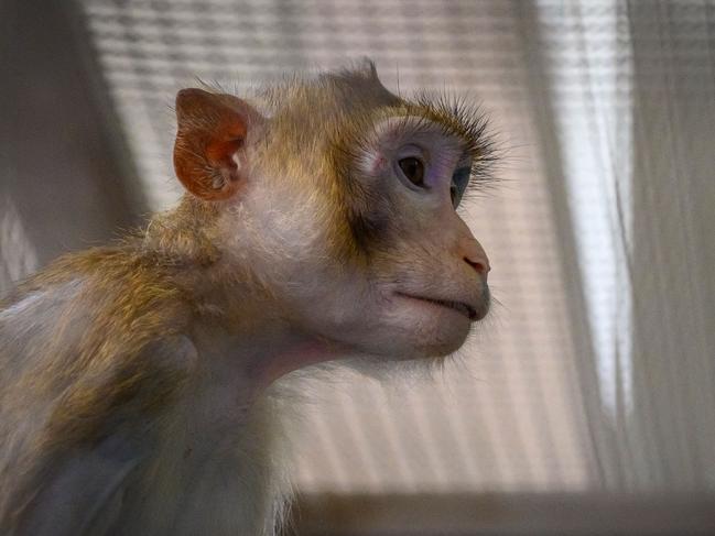 Whistleblower reveals animals mistreated in secret experiments