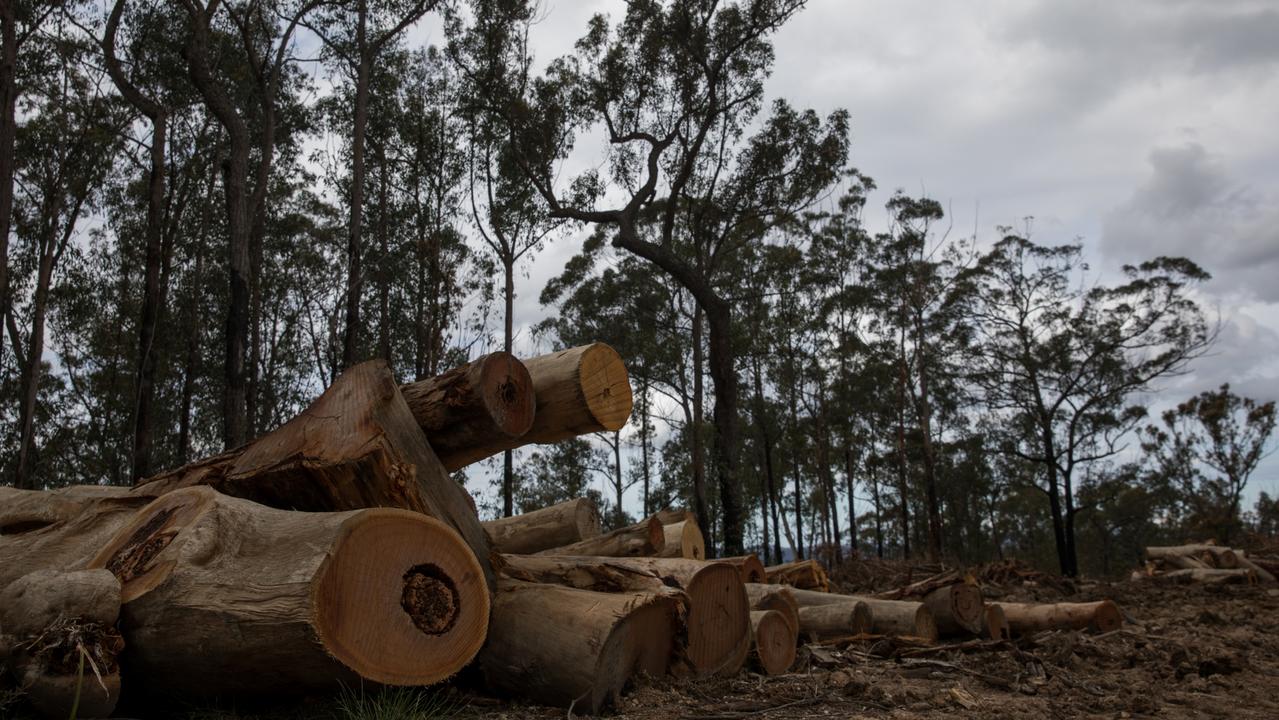 Debris left behind after a logging operation in Shallow Crossing State Forest. Picture: Nathan Schmidt