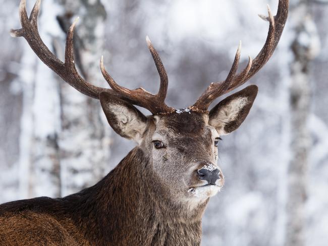 ESCAPE:  The Reindeer, also known as caribou in North America, is a species of deer native to Arctic, Subarctic, tundra, boreal and mountainous regions. This includes both sedentary and migratory populations.  Picture: Istock