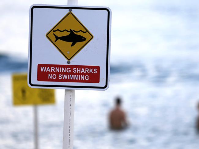 A man was bitten by a shark at Avoca Beach during a late afternoon surf in 2017. Picture: John Grainger