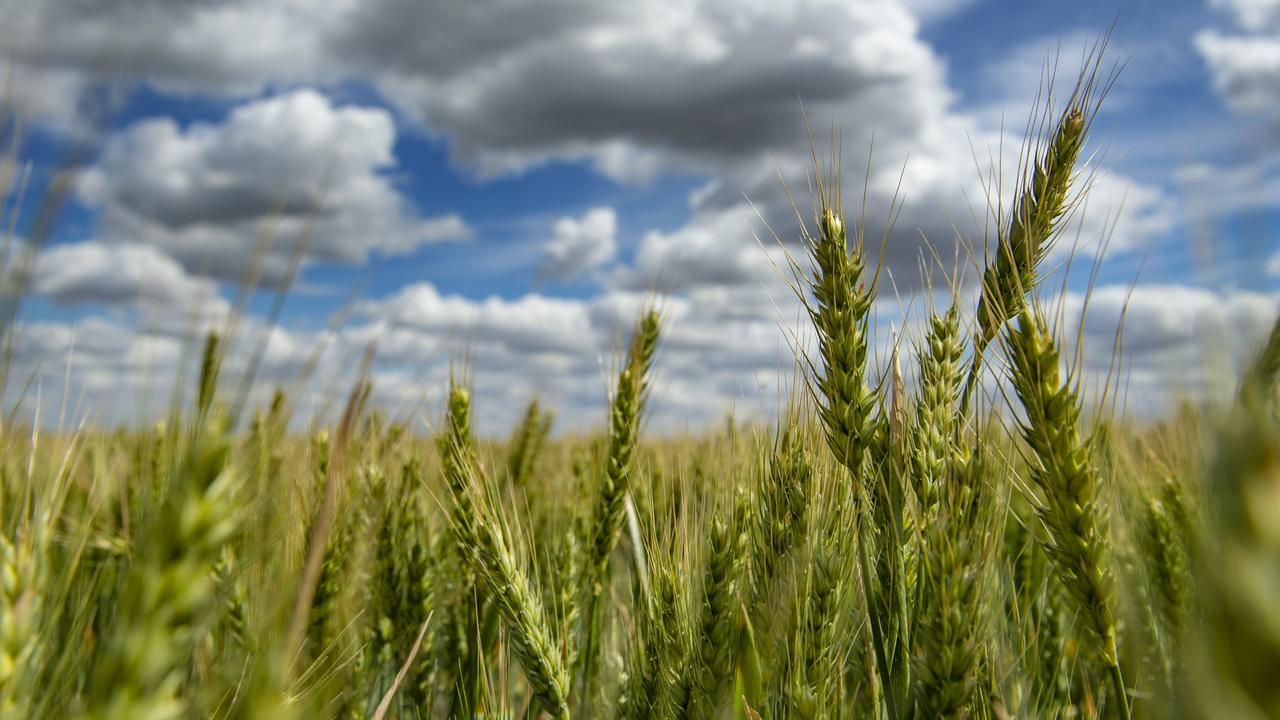 NSW crops given boost by timely winter rain | The Weekly Times