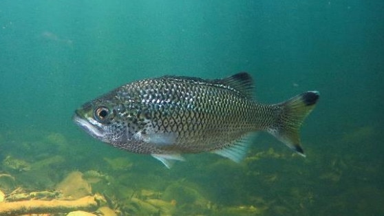 Surveys conducted by OzFish have found juvenile Jungle Perch in Cairns’ urban waterways.