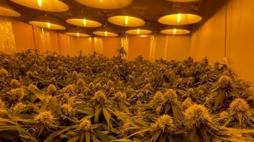 Police seized 113 cannabis plants from a property in Panorama. Picture: SAPOL