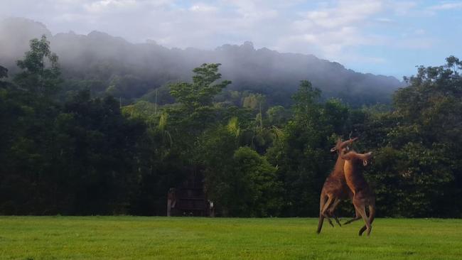 The prequel to the Jeff Horn v Manny Pacquiao blockbuster fight played out in the Currumbin Valley on the weekend.
