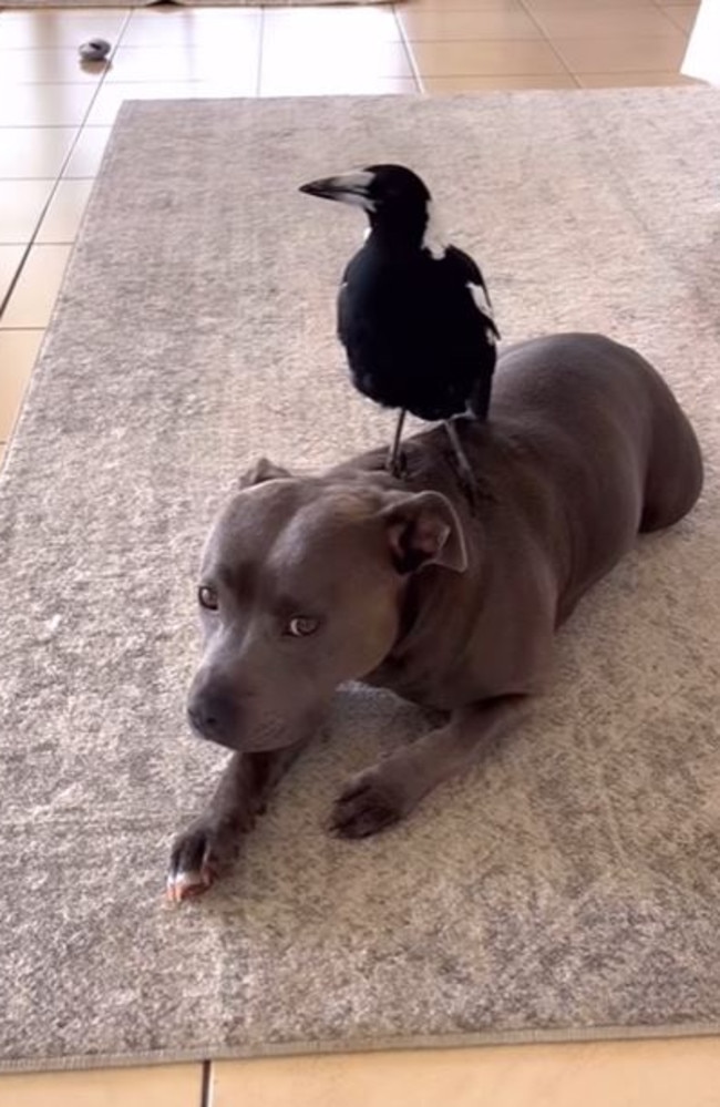 Molly and Peggy the staffy are good friends. Picture: Instagram/@peggyandmolly