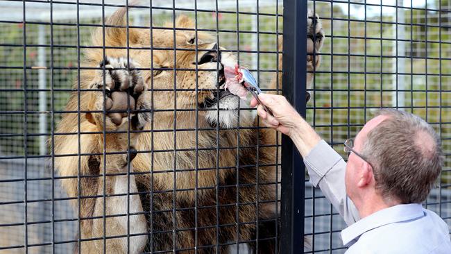 Regional Development Minister Geoff Brock feeds a lion at Monarto Zoo during the Predator Experience announcement. Picture: Calum Robertson