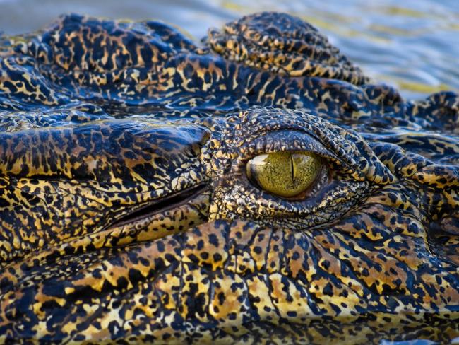 A female saltwater crocodile at Corroboree Billabong, by Charlotte Ruth.