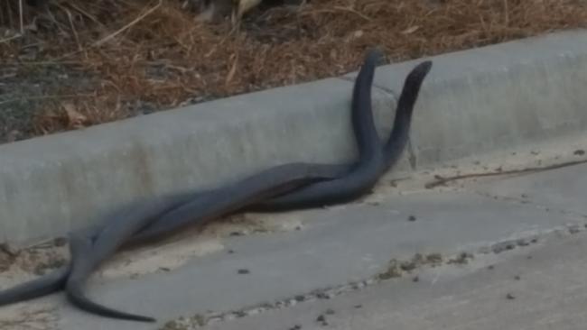 Startling vision has been captured of two male red belly black snakes in combat on Rodeo Rd, Gregory Hills. Picture: Supplied