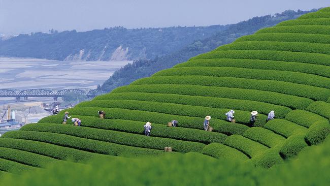 Tea pickers at a perfectly manicured plantation in Shizuoka, Japan.