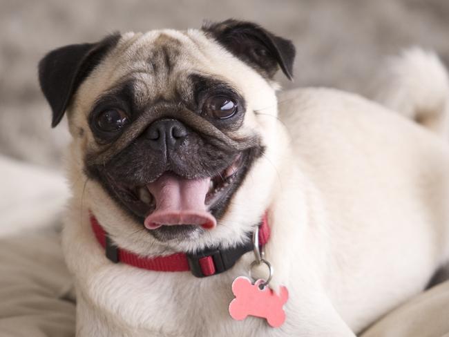 Cute Pug dog on pillow  - picture istock